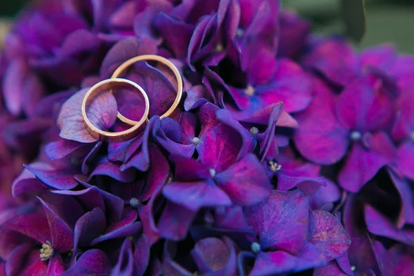 A pair of wedding rings flowers and petals of purple hydrangea close-up, macro — Stock Photo, Image