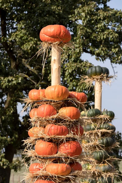 Ripe autumn pumpkins arranged on totem — Stock Photo, Image