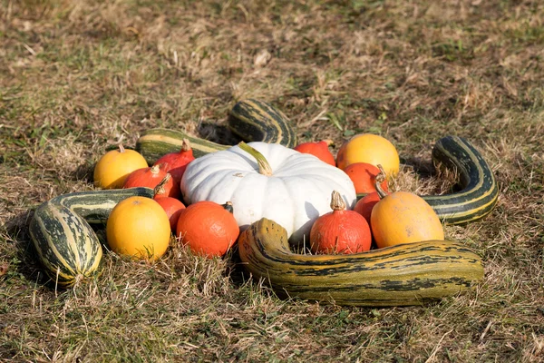 Rijpe najaar pompoenen op de boerderij — Stockfoto