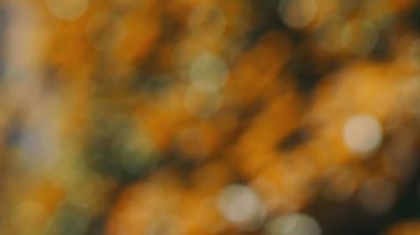 sonbahar doğal bokeh açık renkli