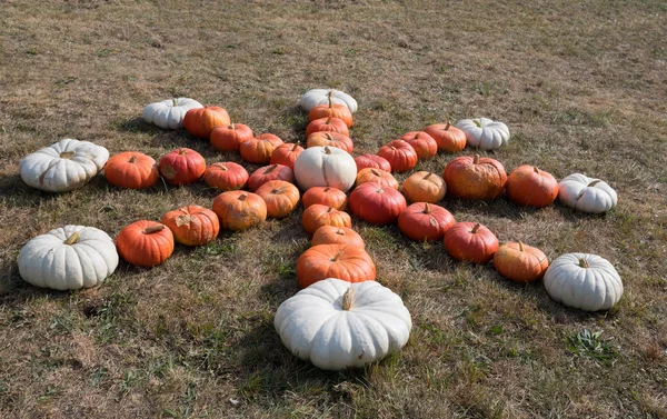 Ripe autumn pumpkins on the farm — Stock Photo, Image