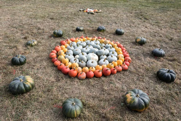 Ripe autumn pumpkins on the farm — Stock Photo, Image