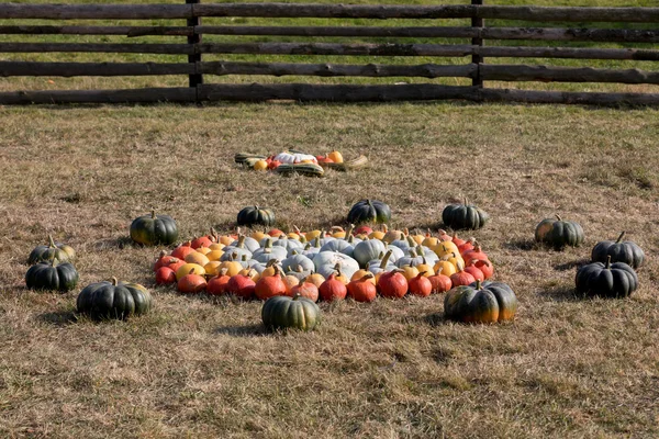 Ripe autumn pumpkins on the farm — Stock Photo, Image