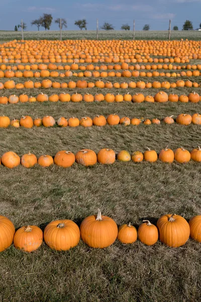 Ripe autumn pumpkins on the farm — Stock Photo, Image
