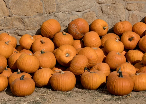 Ripe autumn pumpkins on the farm — Stock Photo, Image