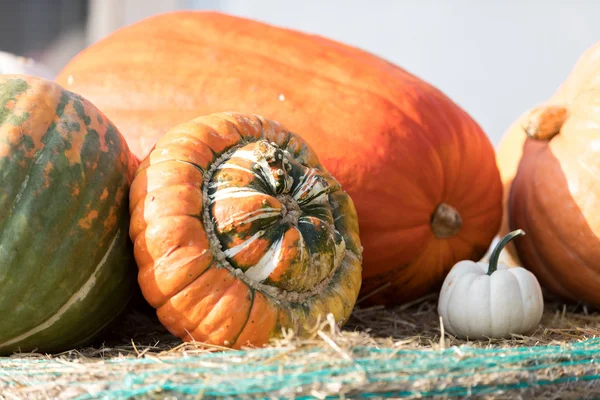 Citrouilles d'automne mûres à la ferme — Photo