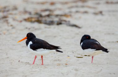 Avrasya istiridye yakalayıcısı (Haematopus ostralegus)