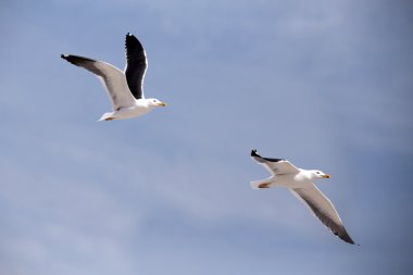 uçan Avrupa ringa martı Larus argentatus