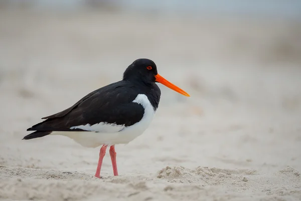 Avrasya istiridye yakalayıcısı (Haematopus ostralegus) — Stok fotoğraf