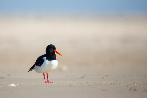 Στρείδι ευρασιατικό (Haematopus ostralegus)) — Φωτογραφία Αρχείου