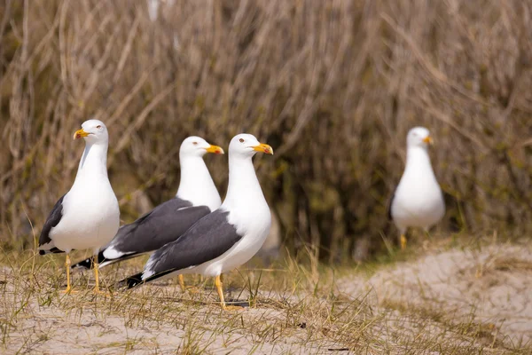 Europejskiej śledzia mewy, larus argentatus — Zdjęcie stockowe