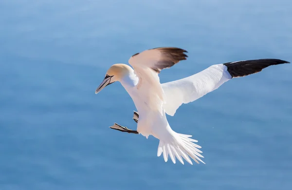 Flying northern gannet, Helgoland Allemagne — Photo