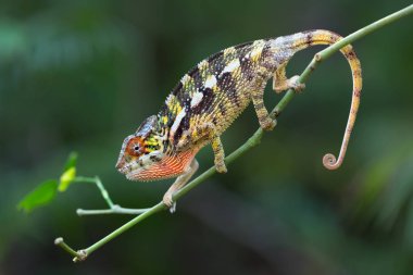 Panter bukalemun (Furcifer pardalis)