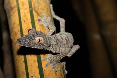 Dev yaprak kuyruklu gecko, Uroplatus fimbriatus