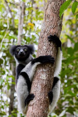 Siyah ve beyaz Lemur Indri ağaç üzerinde