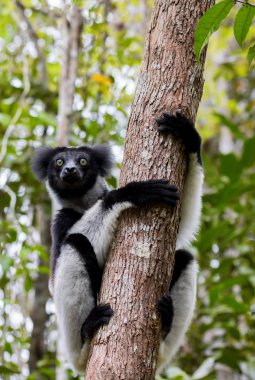 Black and white Lemur Indri on tree clipart