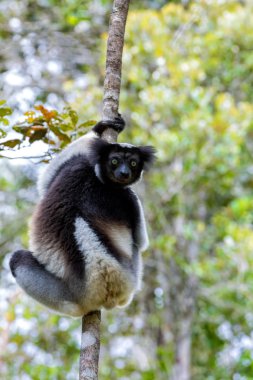 Siyah ve beyaz Lemur Indri ağaç üzerinde