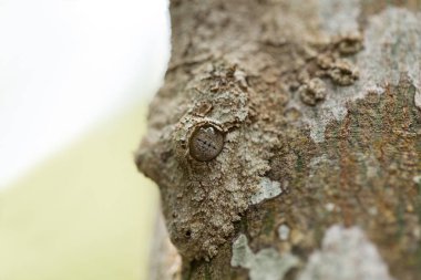 Mükemmel maskeli yosunlu yaprak kuyruklu gecko