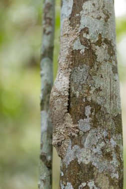 Mükemmel maskeli yosunlu yaprak kuyruklu gecko