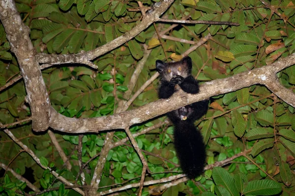 Aye-Aye (Daubentonia Madagascariensis) lemur — Stockfoto