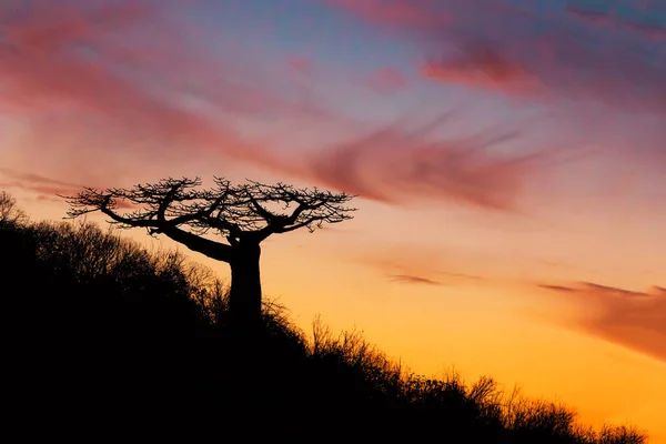 Sílhueta de árvore de baobá após o pôr-do-sol Madagascar — Fotografia de Stock