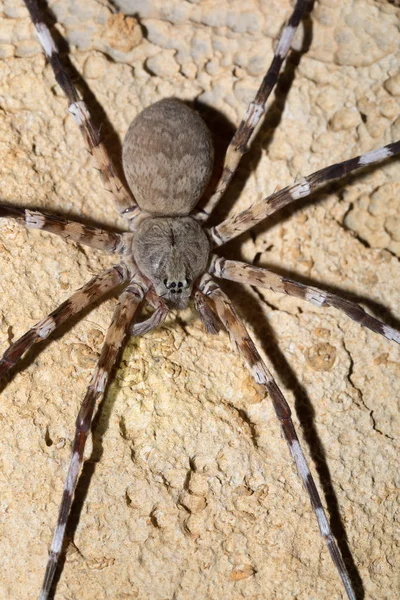 Zebra spider Viridasius fasciatus — Stock fotografie