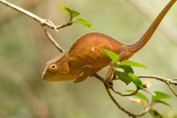 Parson's chameleon (Calumma parsonii) — Stock Photo, Image