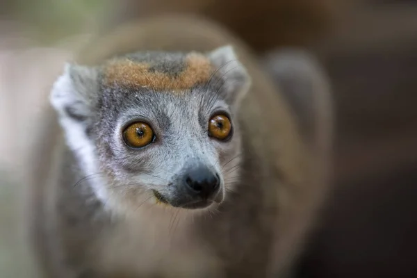Lemure incoronato Parco Nazionale di Ankarana — Foto Stock