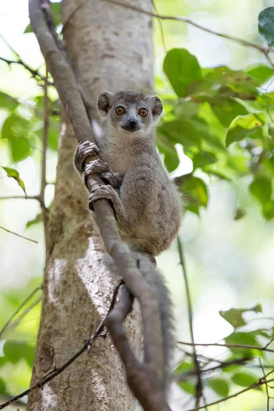 Baby van gekroonde lemur Ankarana National Park — Stockfoto