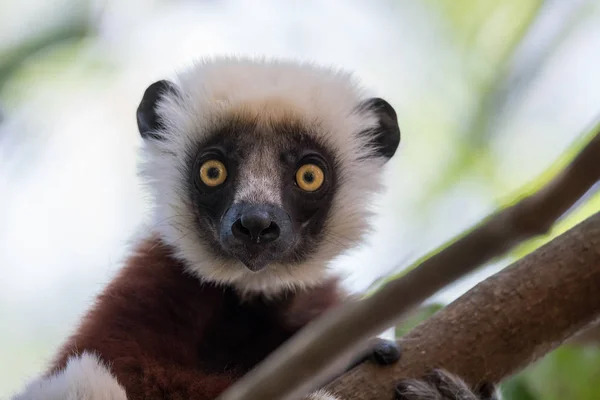 Sifaka di Coquerel (Propithecus coquereli ) — Foto Stock