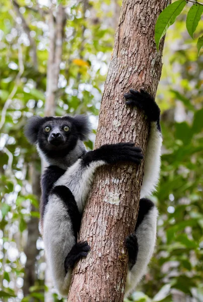 Zwart-wit Lemur Indri op boom — Stockfoto