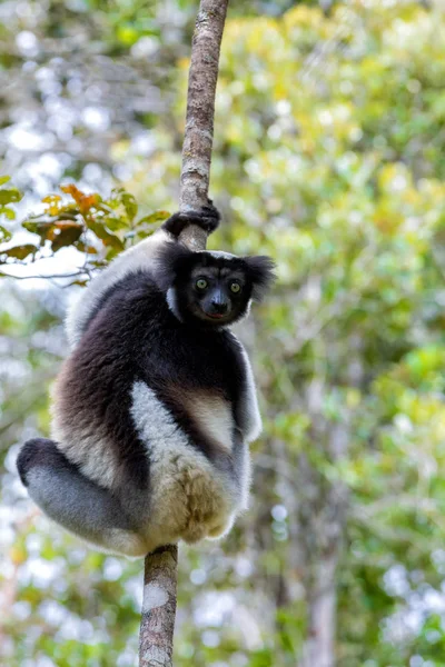 Zwart-wit Lemur Indri op boom — Stockfoto