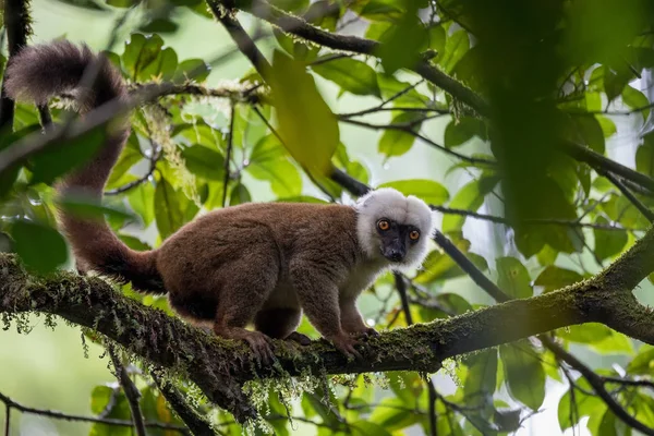 Vithuvad lemur (Eulemur albifrons) på träd — Stockfoto