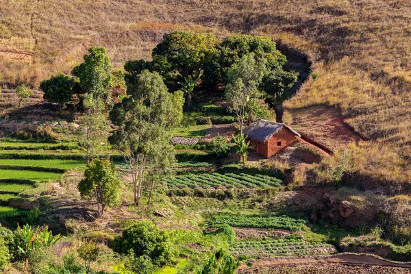 Fazenda malgaxe com campos em terraços — Fotografia de Stock