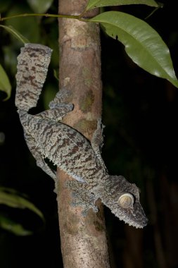 Dev yaprak kuyruklu gecko, Uroplatus fimbriatus