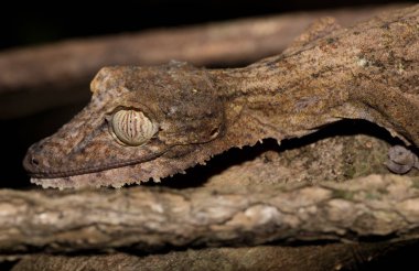 Dev yaprak kuyruklu gecko, Uroplatus fimbriatus