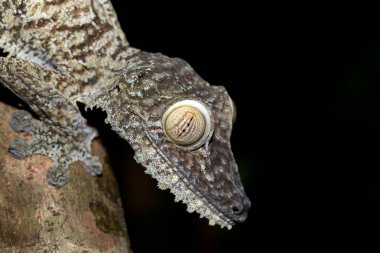 Dev yaprak kuyruklu gecko, Uroplatus fimbriatus