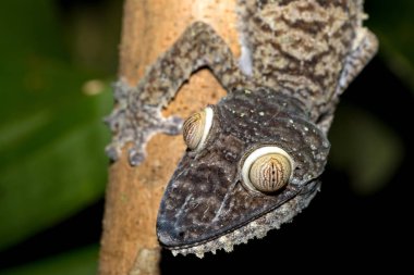 Dev yaprak kuyruklu gecko, Uroplatus fimbriatus