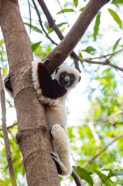 Lemur Coquerel's sifaka (Propithecus coquereli)