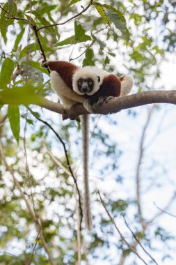 Lemur Coquerel's sifaka (Propithecus coquereli)