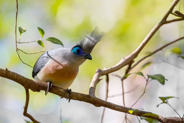 Aantrekkelijke vogel Crested coua (Coua cristata) — Stockfoto