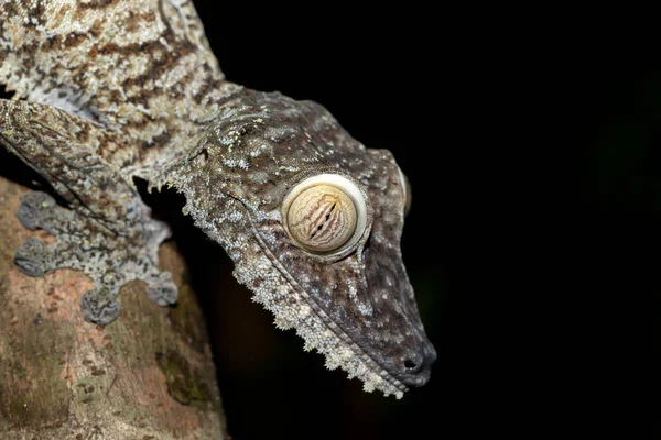 Giant leaf-tailed gecko, Uroplatus fimbriatus — Stock Photo, Image