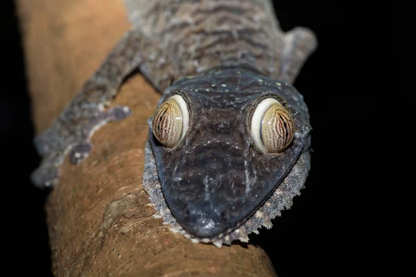 巨型叶尾壁虎，Uroplatus fimbriatus — 图库照片