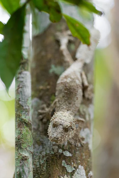 Gecko de cauda de folha musgosa perfeitamente mascarado — Fotografia de Stock