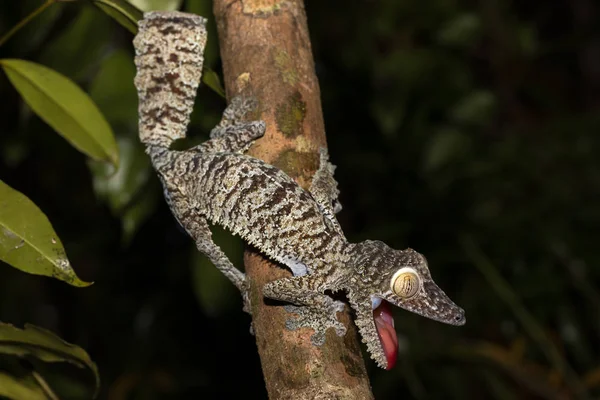 Гигантский листохвостый геккон, Uroplatus fimbriatus — стоковое фото