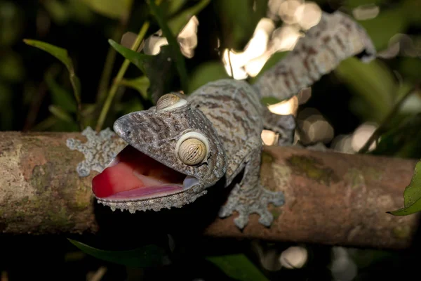 巨型叶尾壁虎，Uroplatus fimbriatus — 图库照片