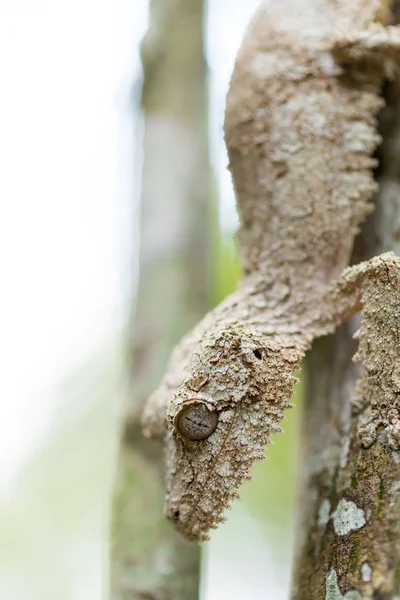 Τέλεια μάσκα ποώδη leaf-tailed gecko — Φωτογραφία Αρχείου