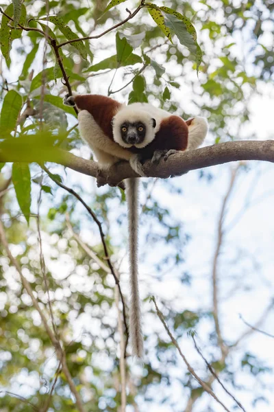 Sifaka de Lemur Coquerel (Propithecus coquereli ) — Fotografia de Stock