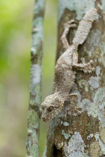 Perfectamente enmascarado musgoso cola de hoja gecko — Foto de Stock