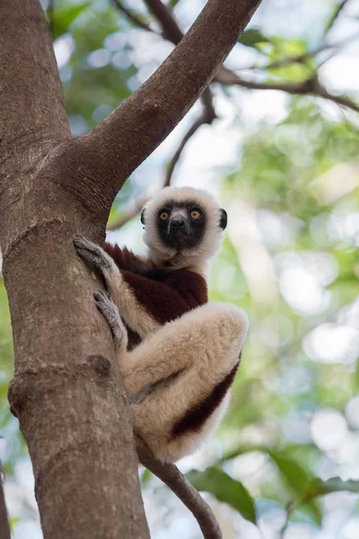Setaccio di Lemur Coquerel (Propithecus coquereli ) — Foto Stock